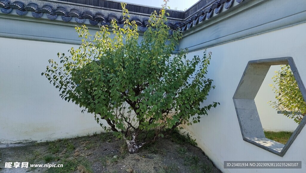 伊芦山梅园白墙灰瓦建筑梅树