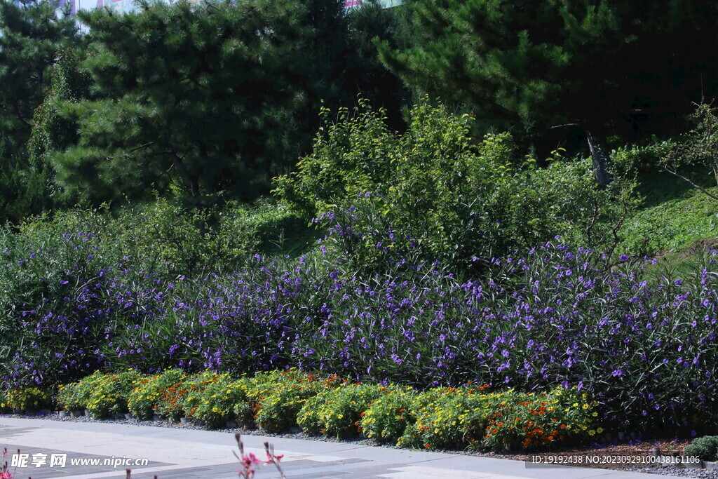 蓝花草 
