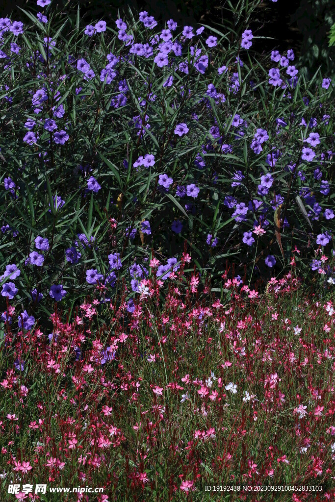 山桃草