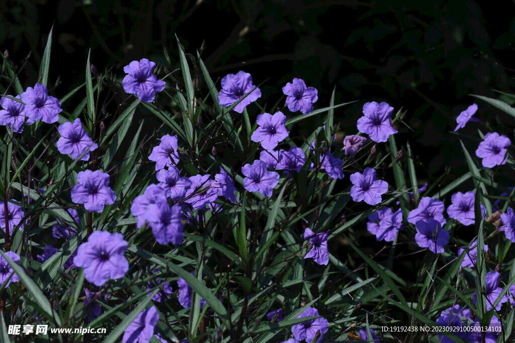 蓝花草 