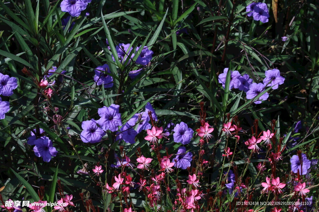 蓝花草