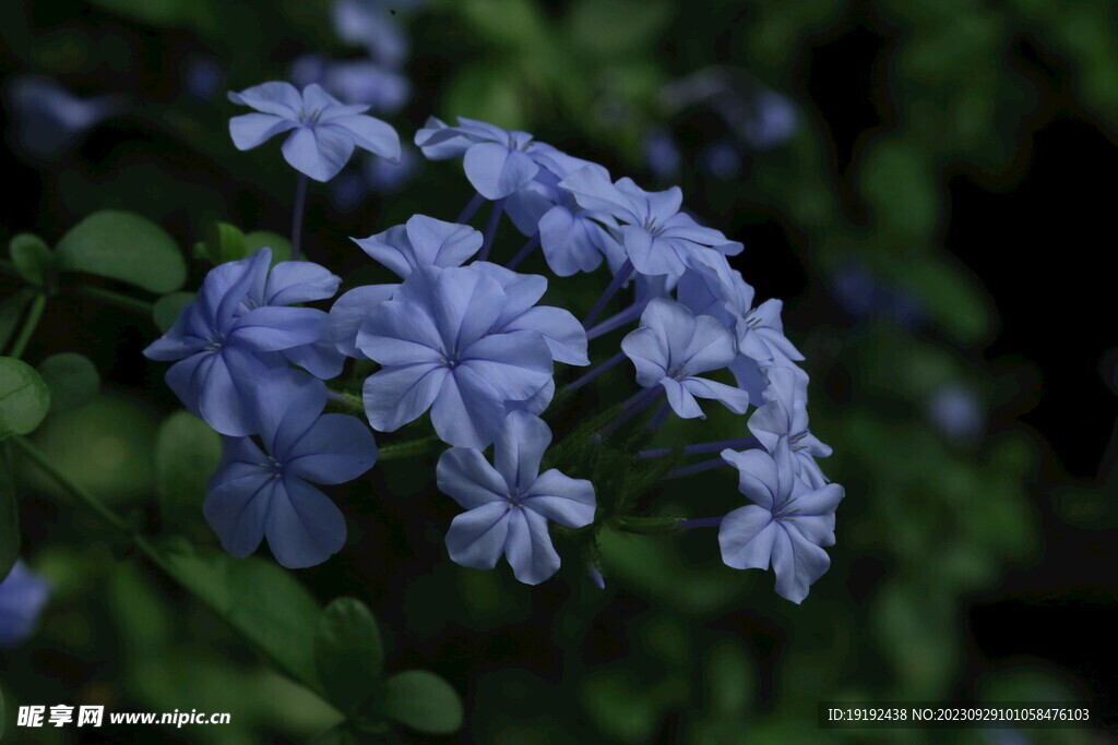 蓝雪花