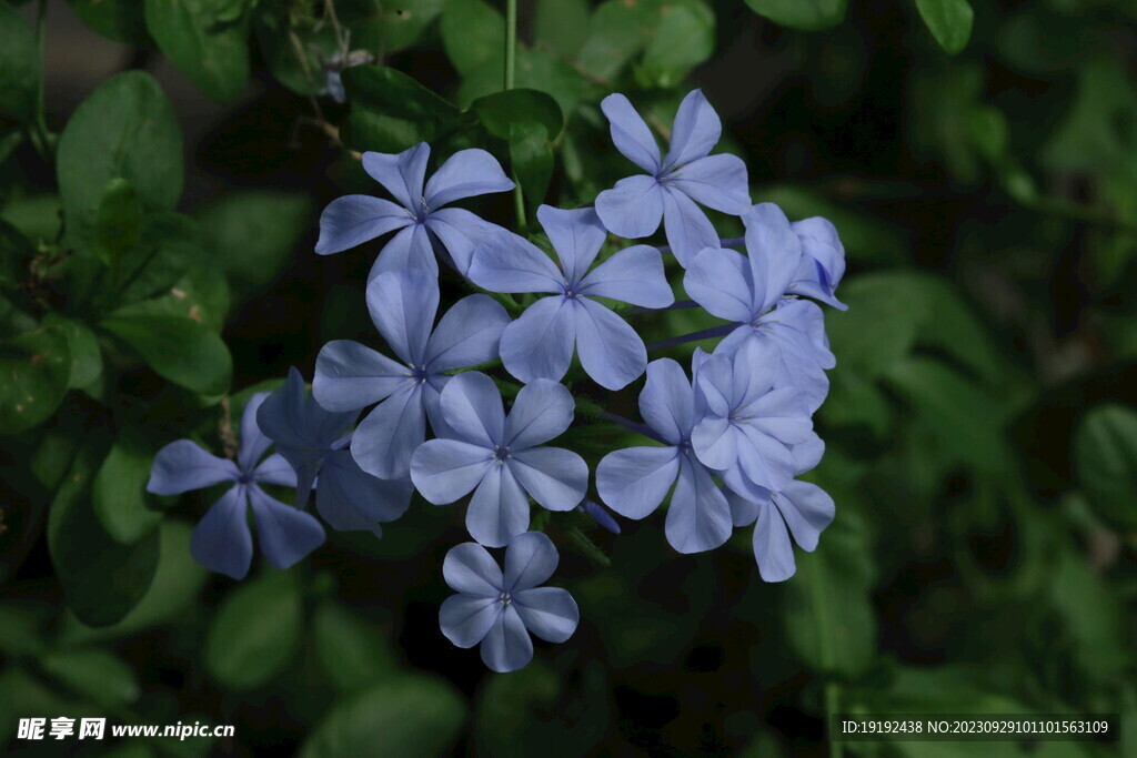 蓝雪花 