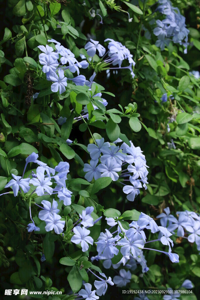蓝雪花 
