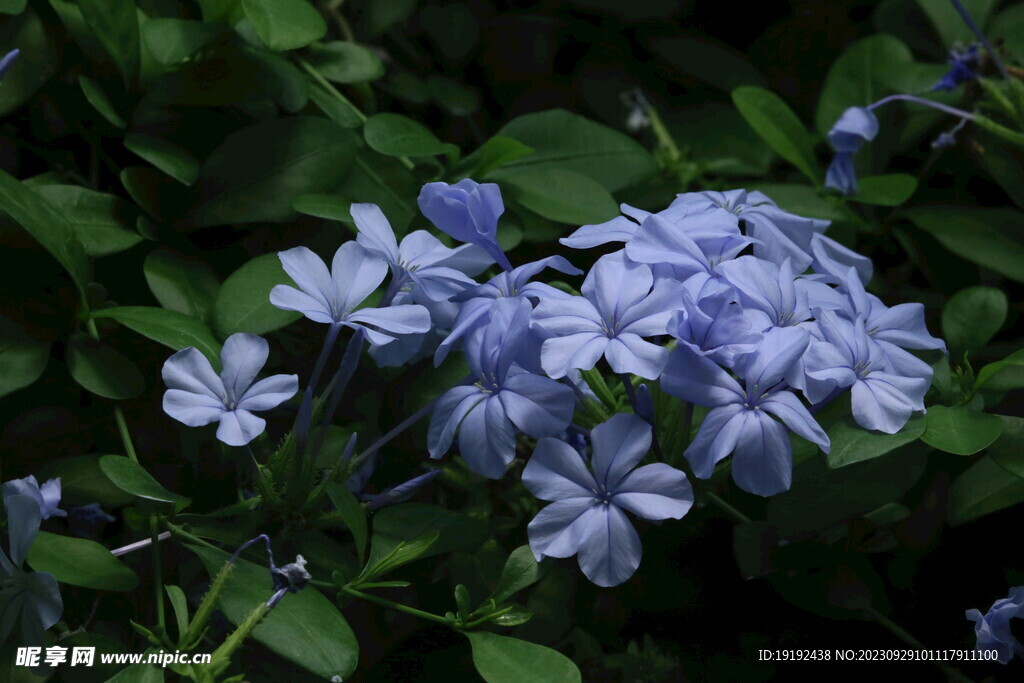 蓝雪花