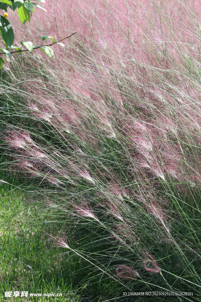 粉黛乱子草 
