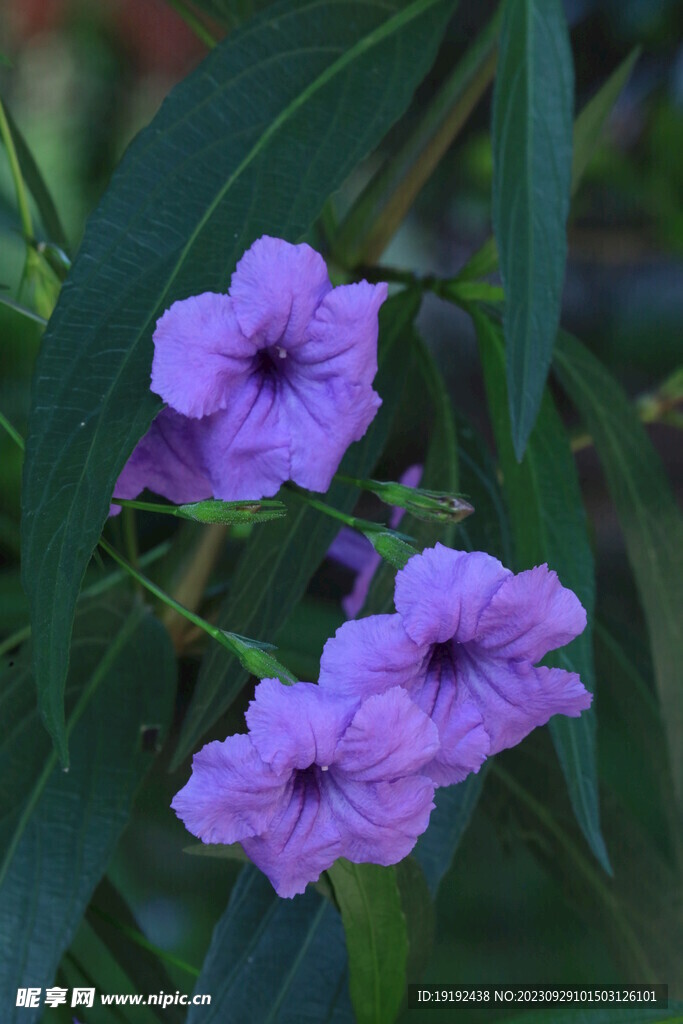 蓝花草 