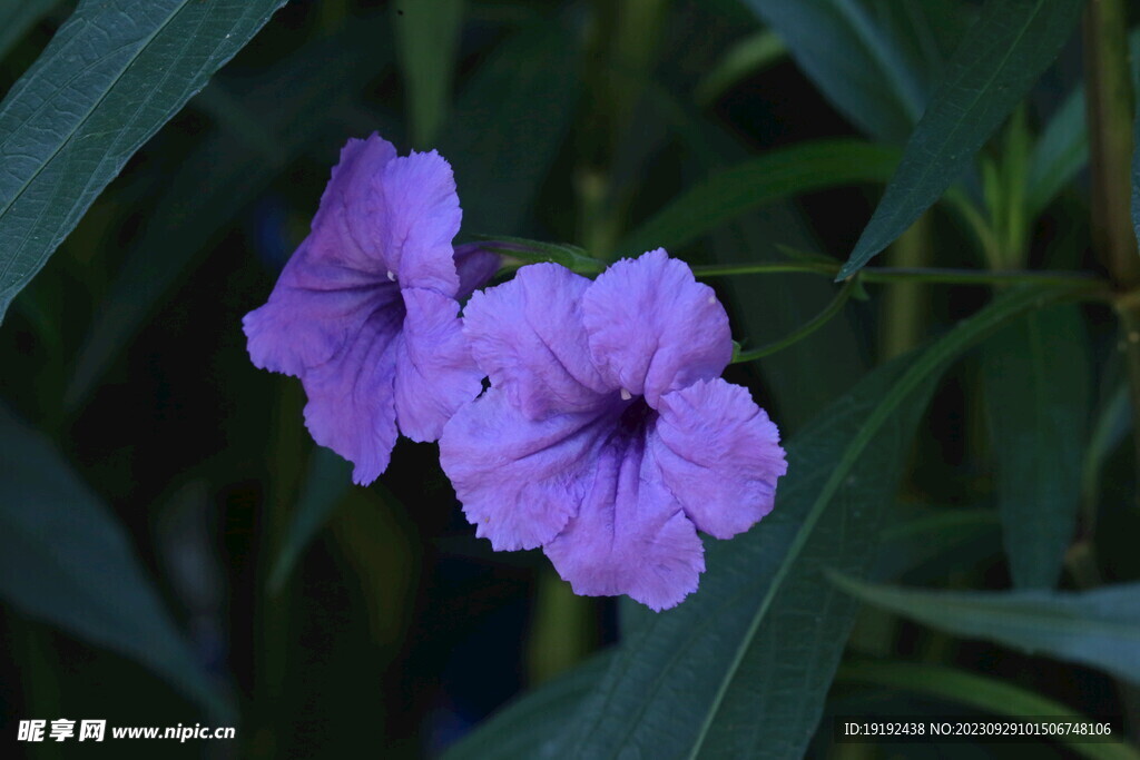 蓝花草 