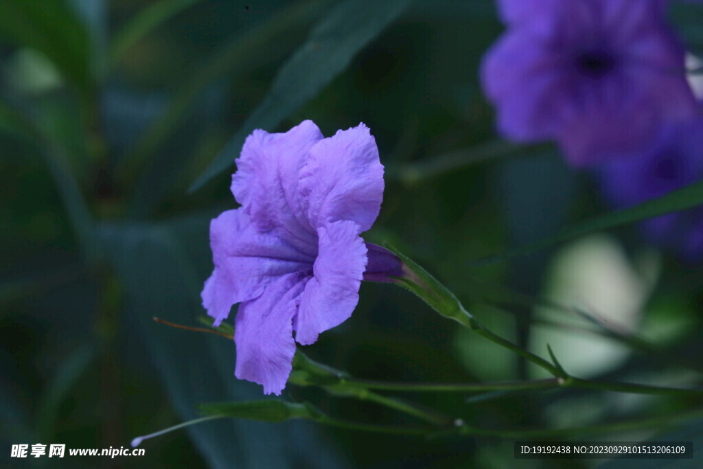 蓝花草