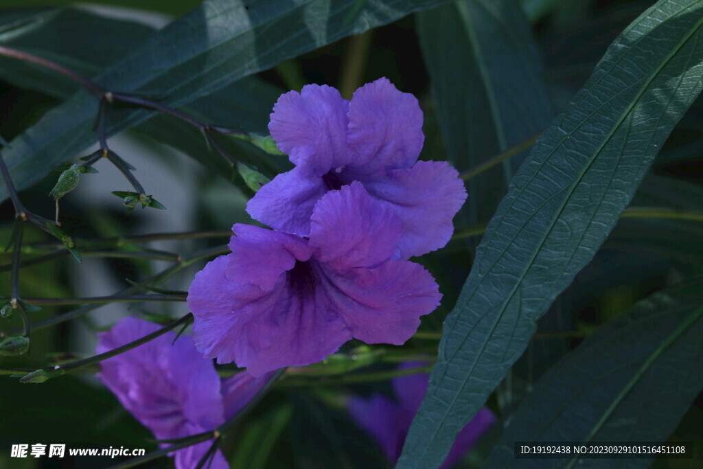 蓝花草