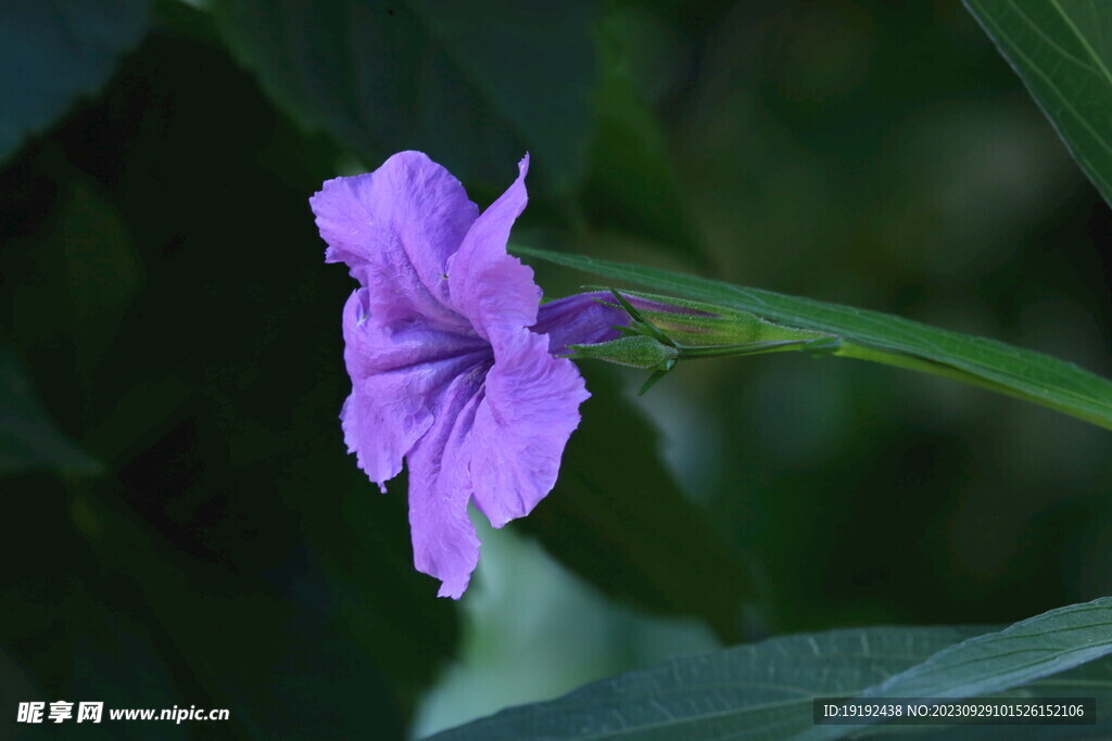蓝花草