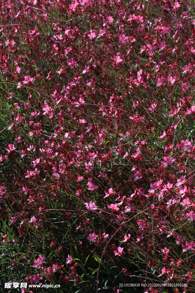 山桃草 