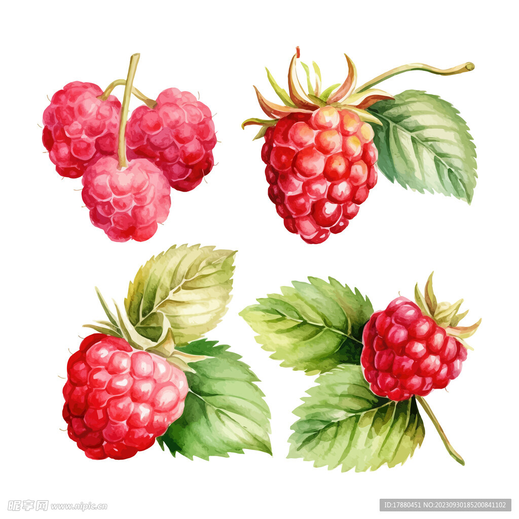 水彩红色莓果