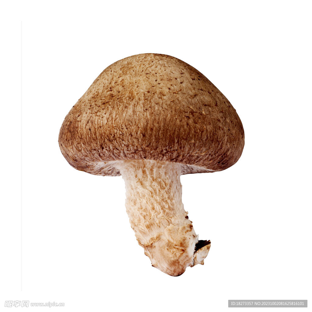 香菇