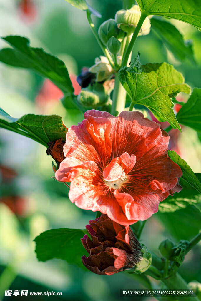 花