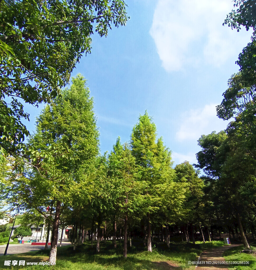 杉树