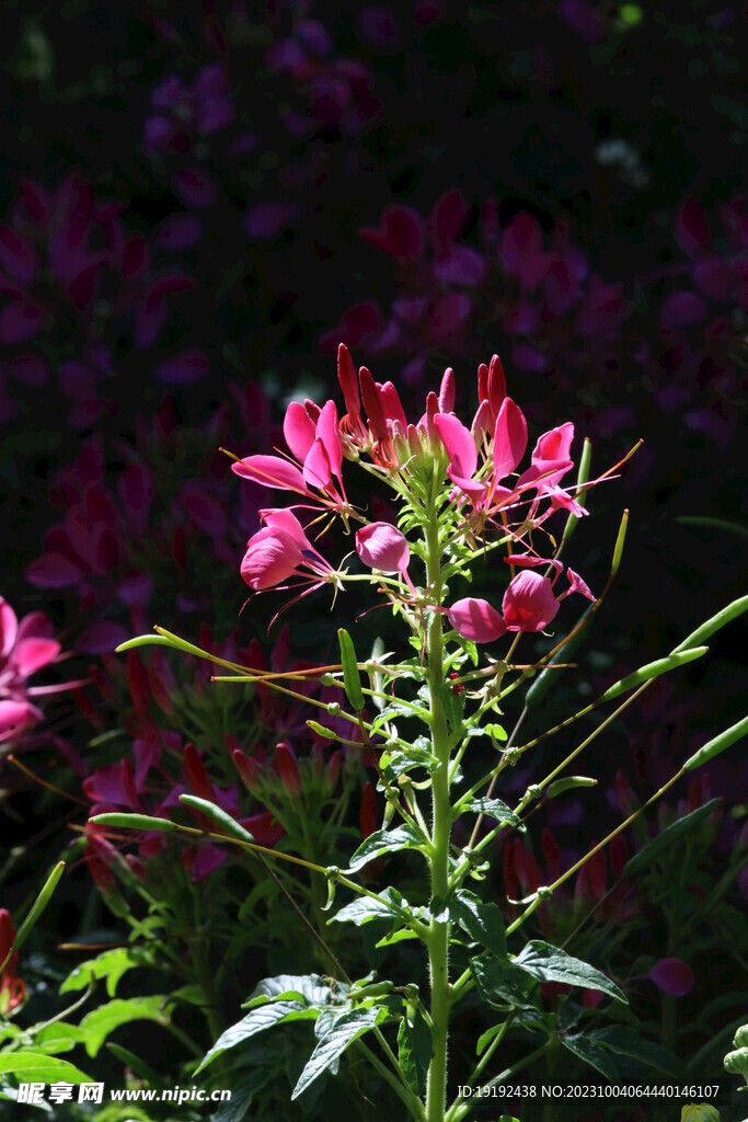 醉蝶花 
