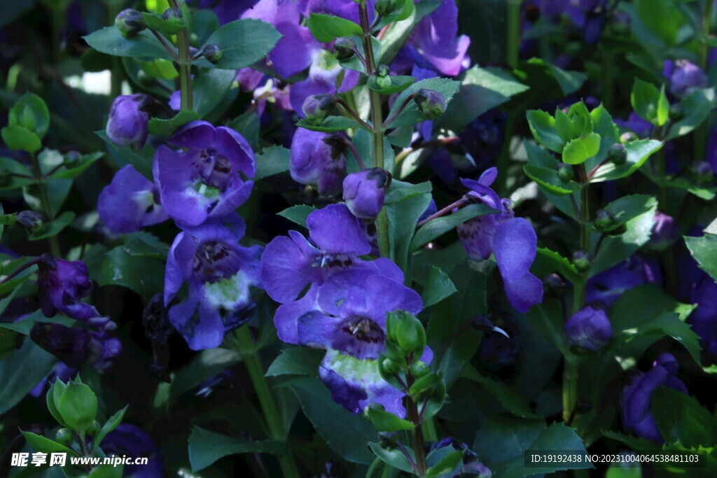 天使花 