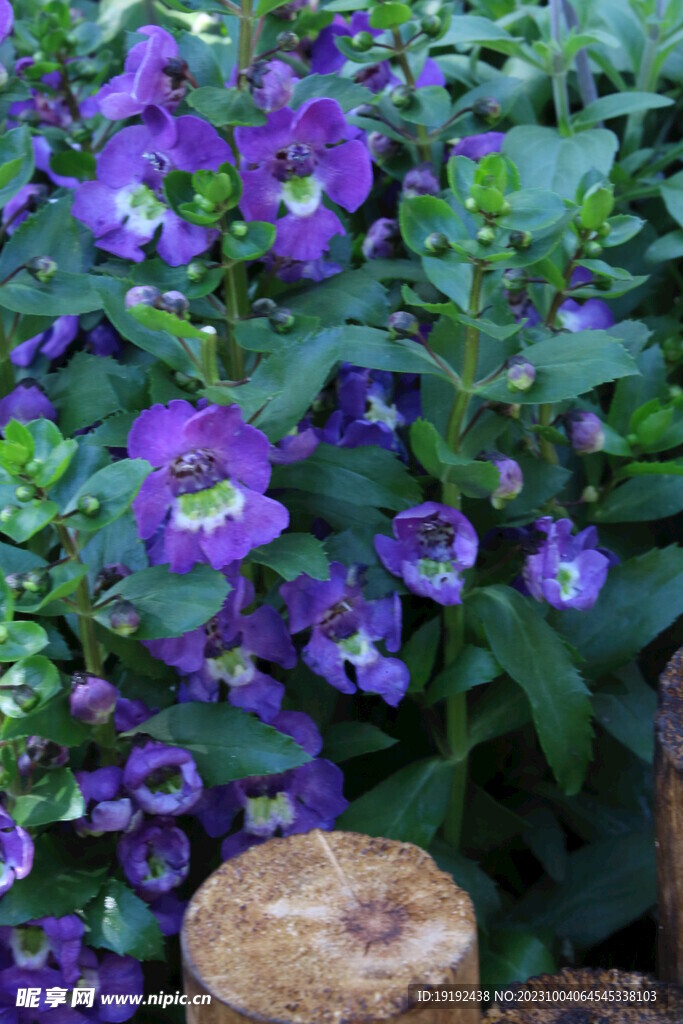 天使花