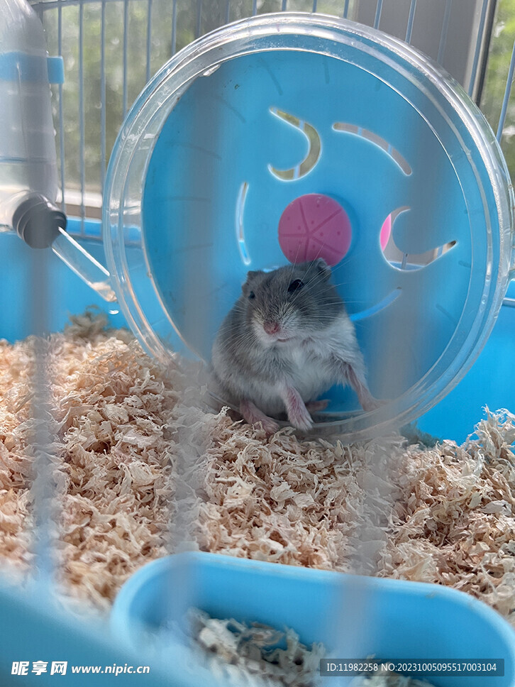 仓鼠