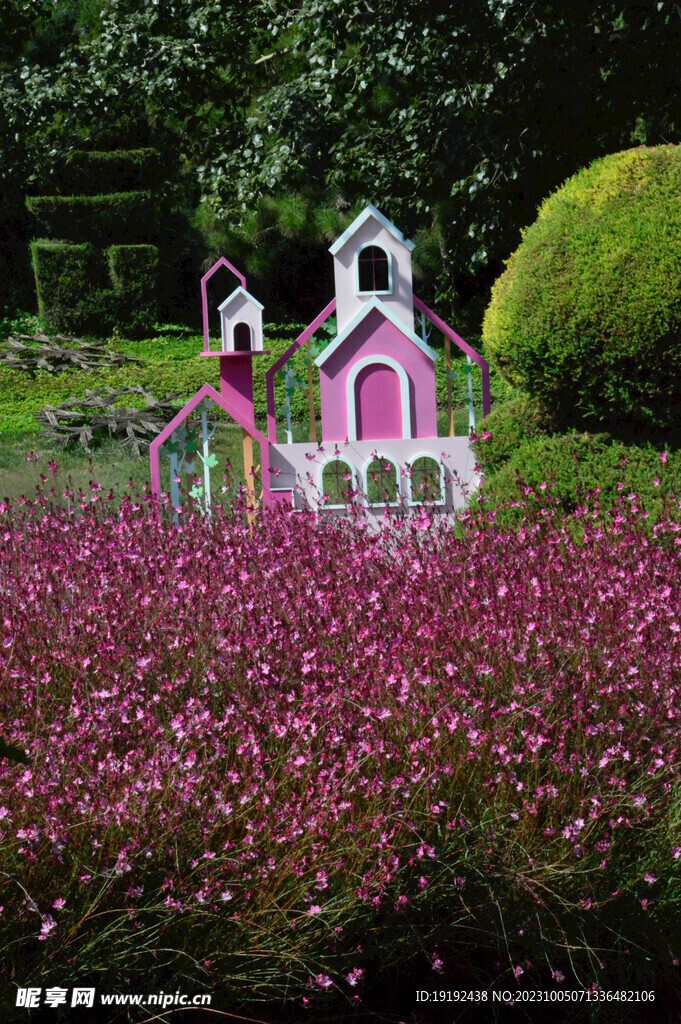 山桃草 