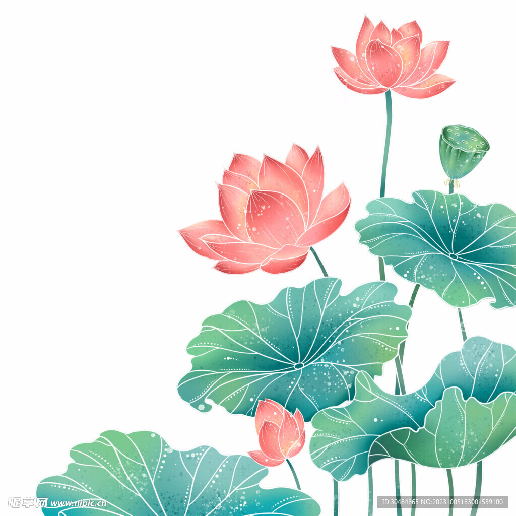 荷花素材