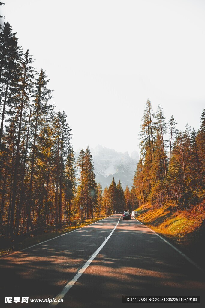 树林中的公路