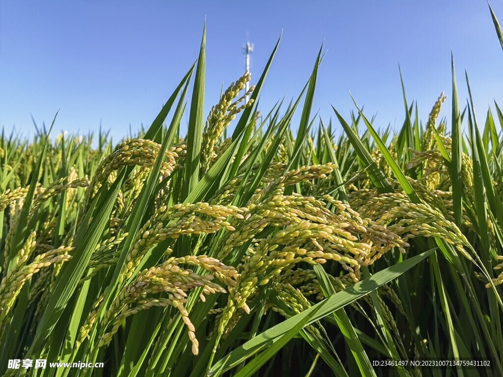 农村农田水稻稻田丰收稻子摄影