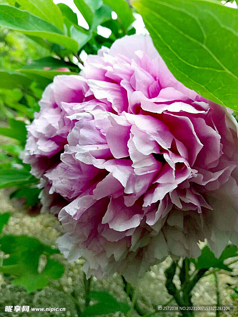 牡丹花开