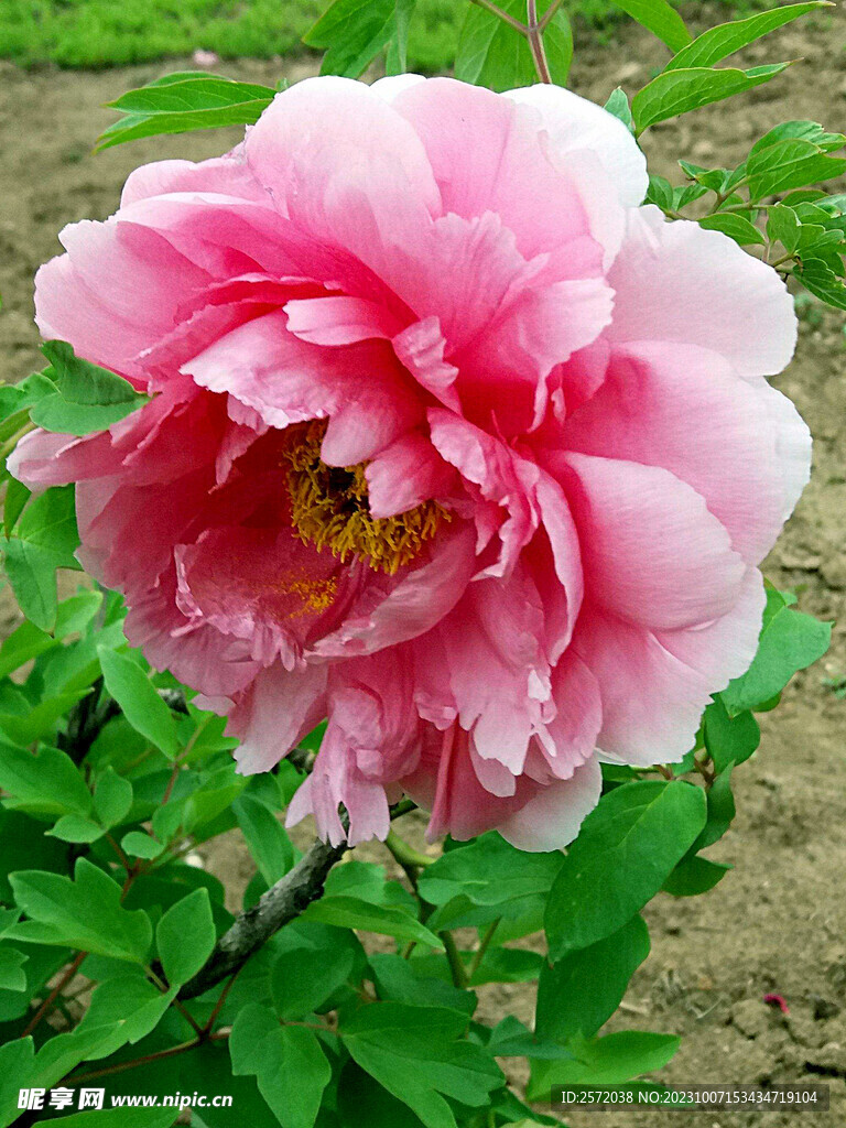 牡丹花开