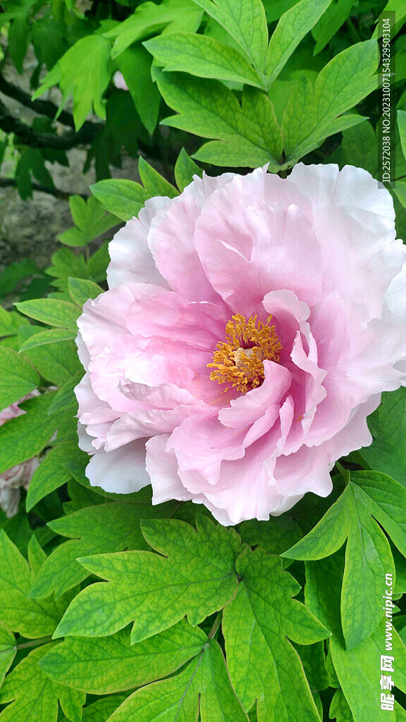 牡丹花开