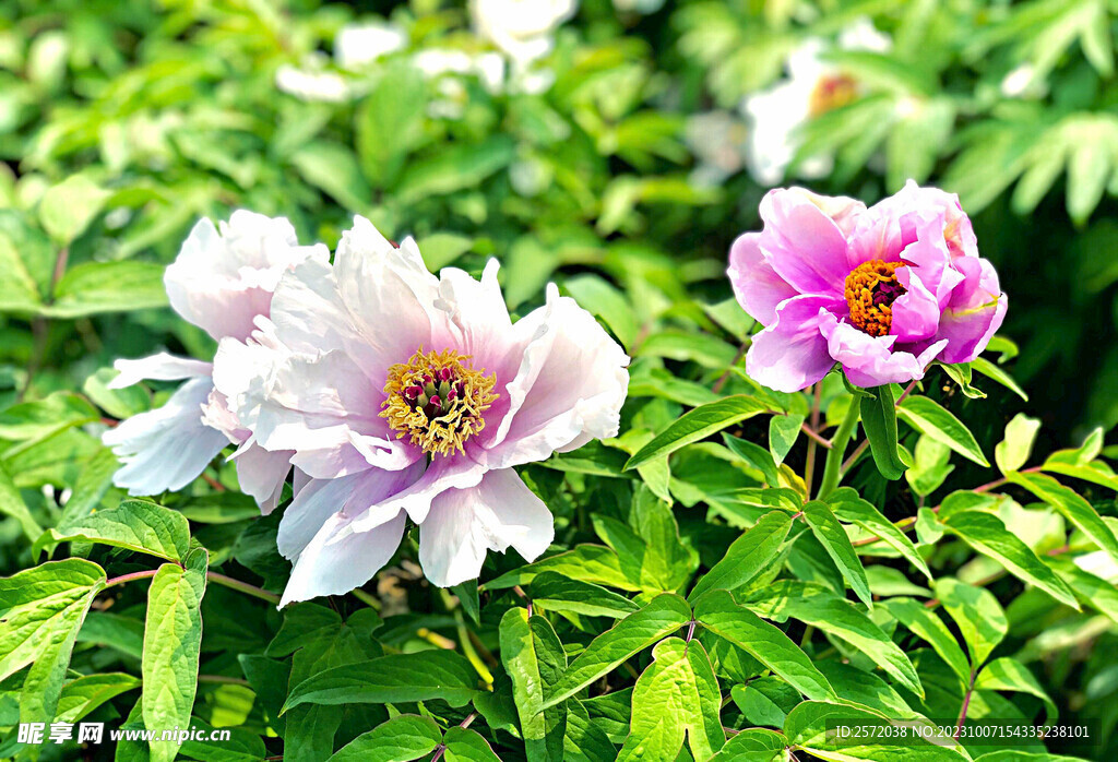 牡丹花开