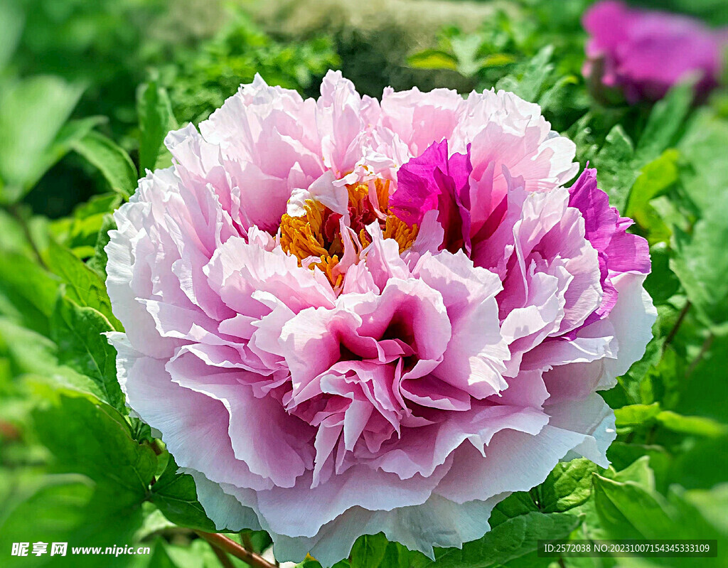 牡丹花开
