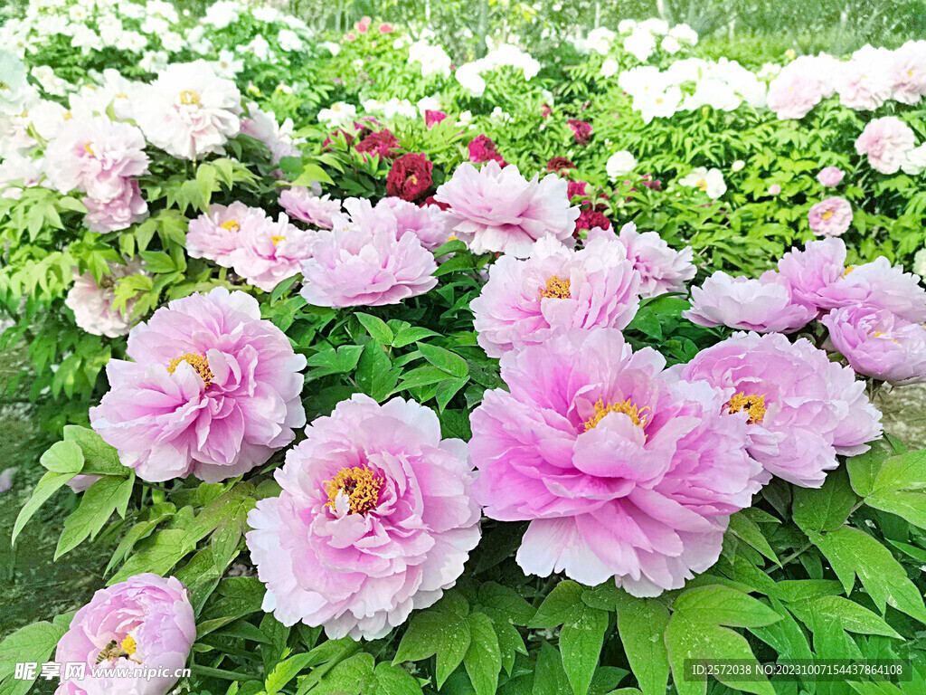 牡丹花开