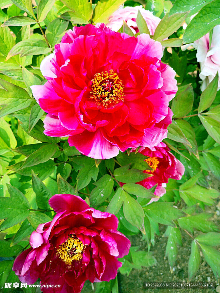 牡丹花开