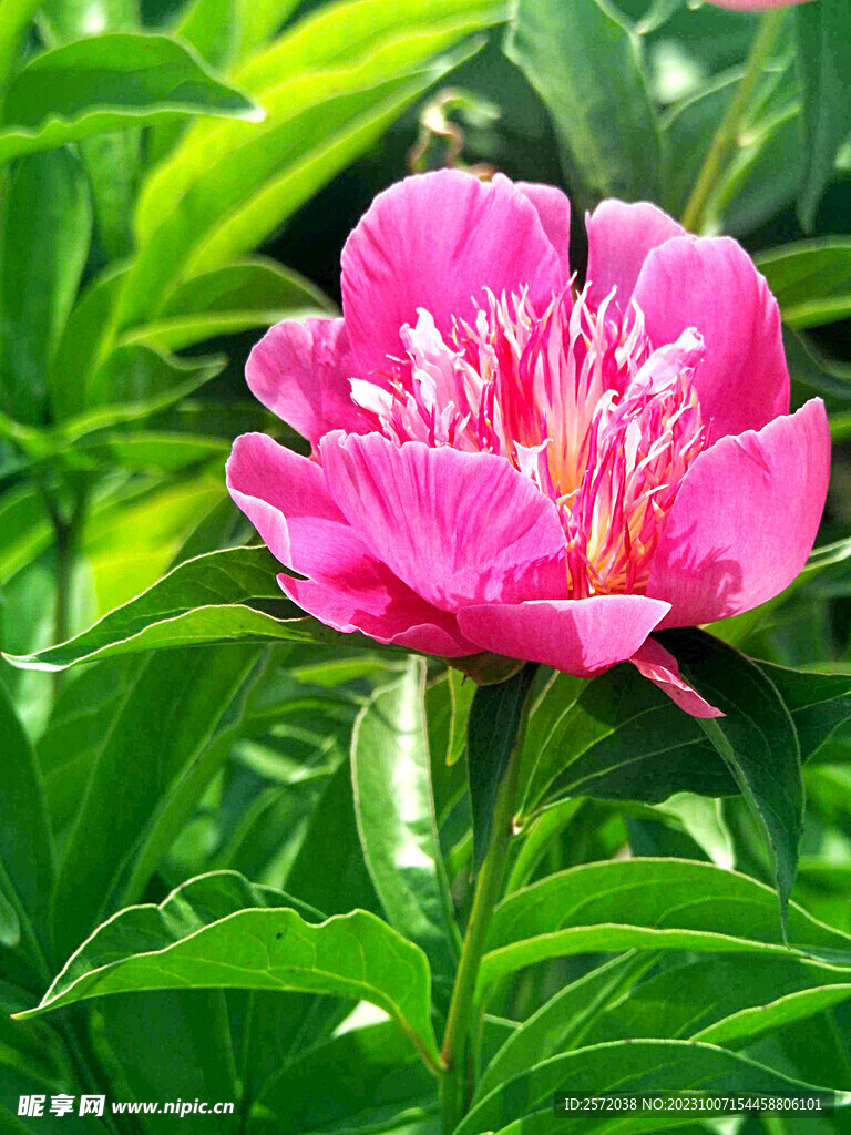 牡丹花开