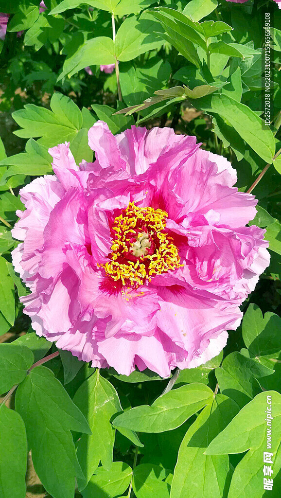 牡丹花开