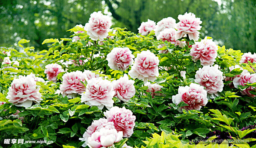 牡丹花开