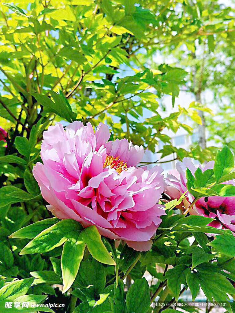 牡丹花开