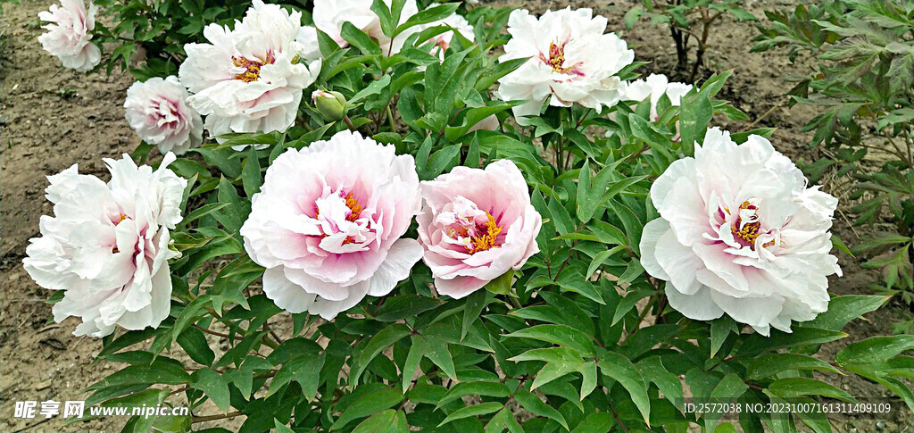 牡丹花开