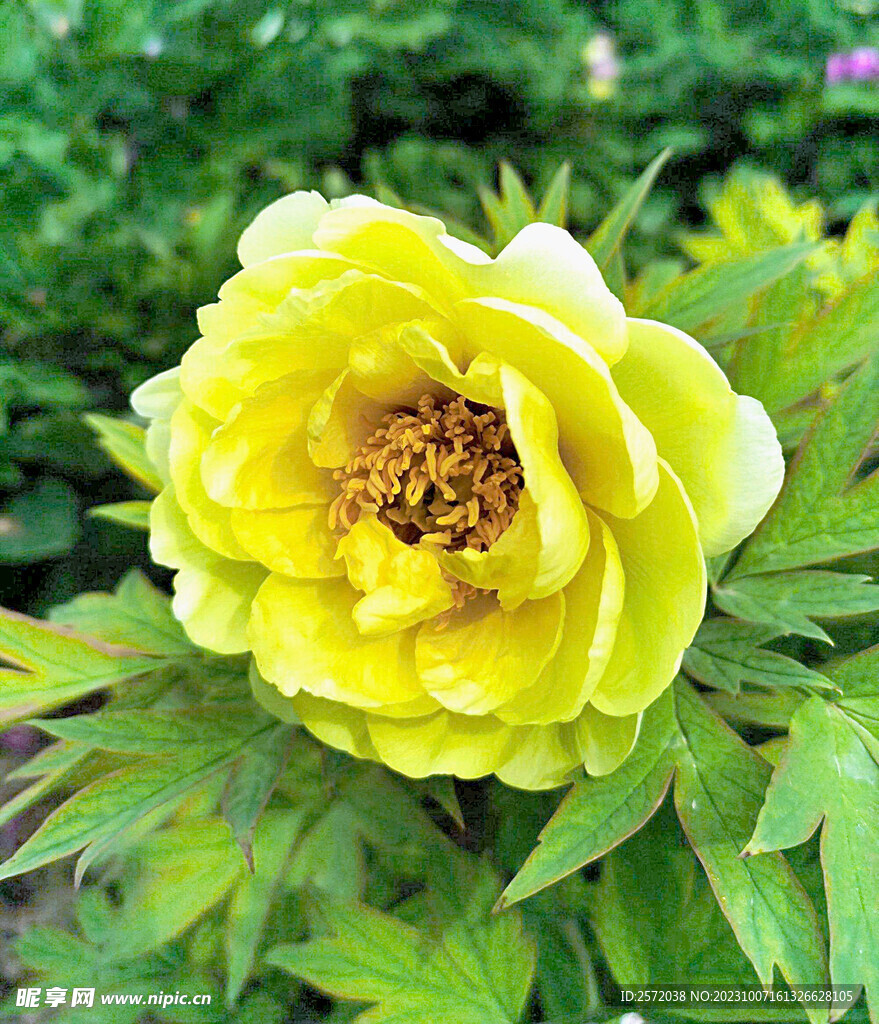 牡丹花开
