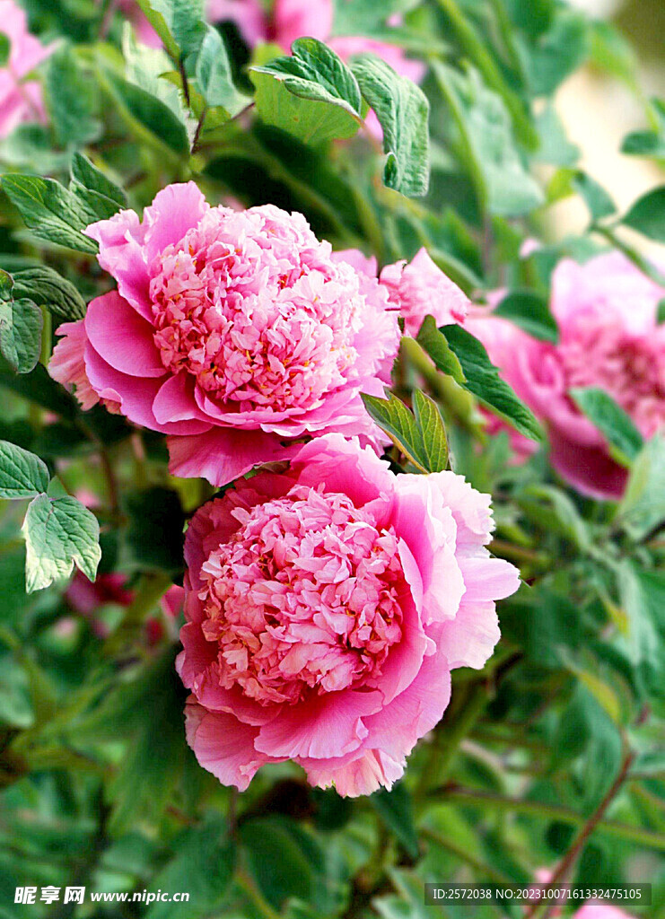 牡丹花开