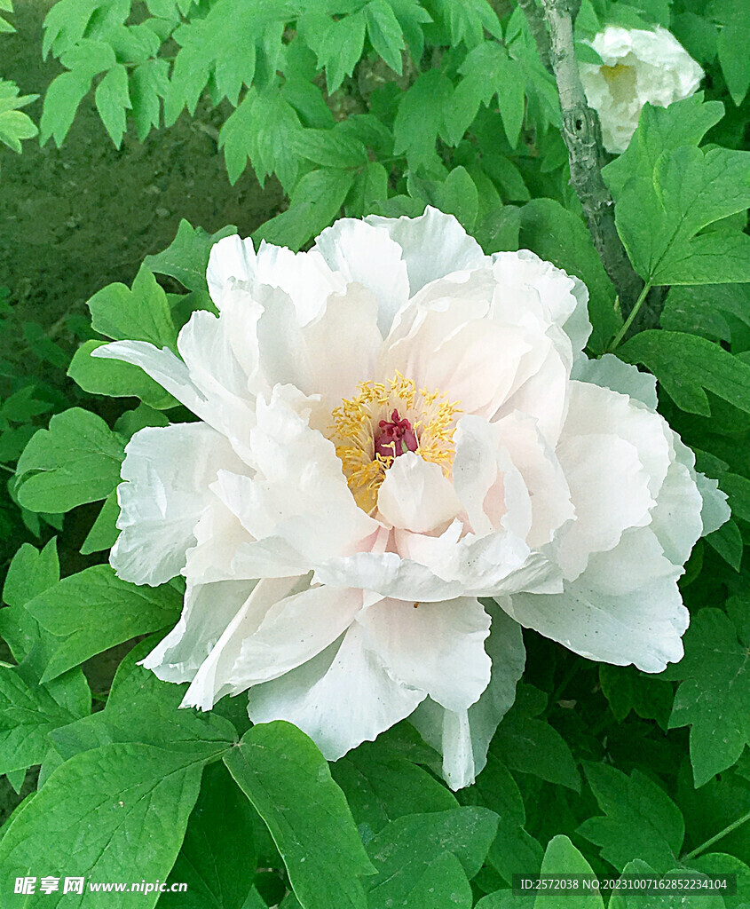 牡丹花开