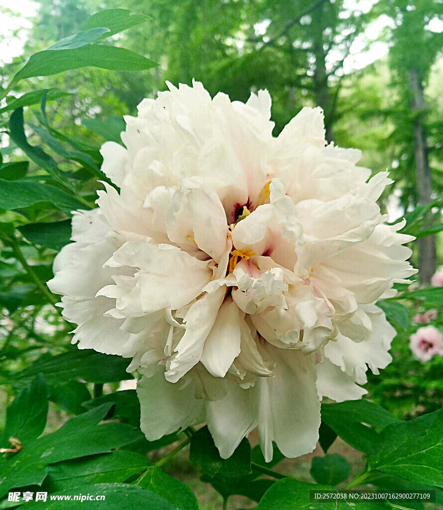 牡丹花开