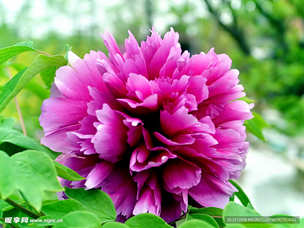 牡丹花开