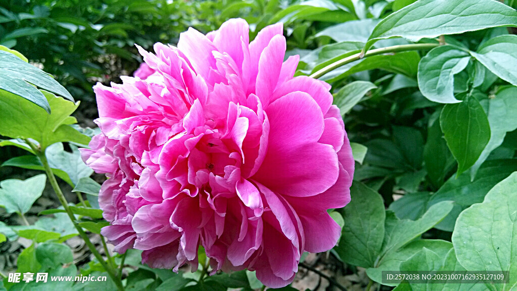 牡丹花开