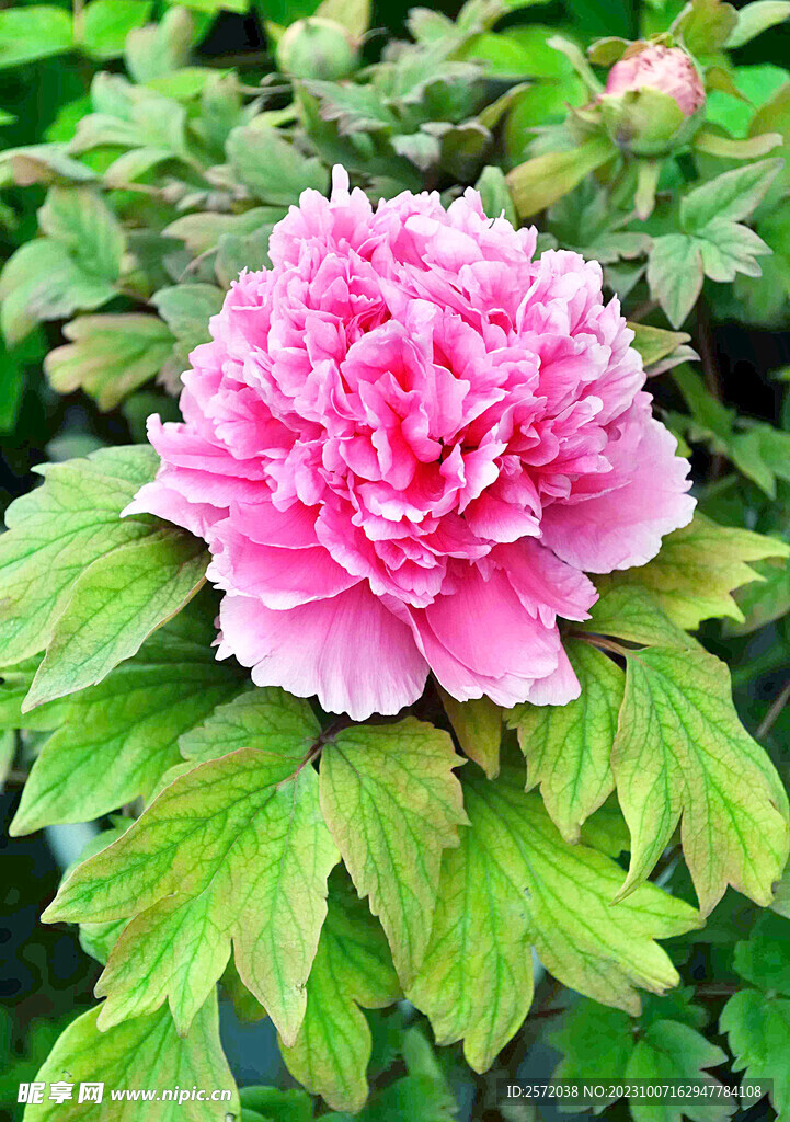 牡丹花开