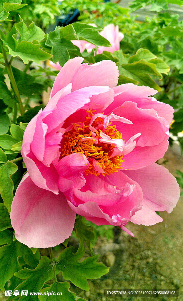 牡丹花开