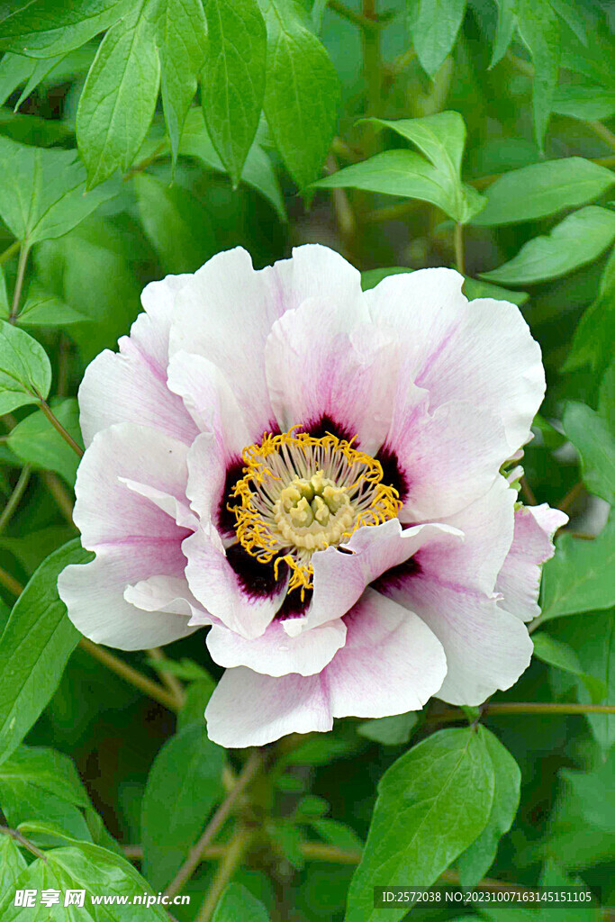 牡丹花开