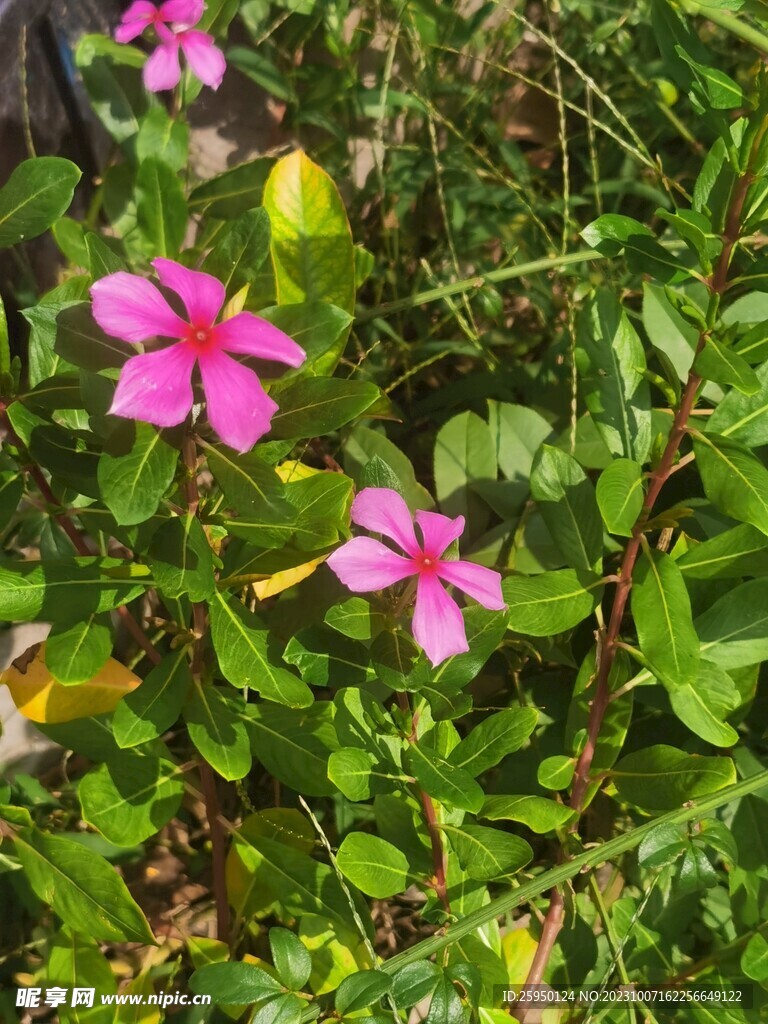 长春花